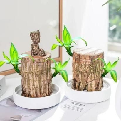 Live Brazilian wood plant Pack of 2