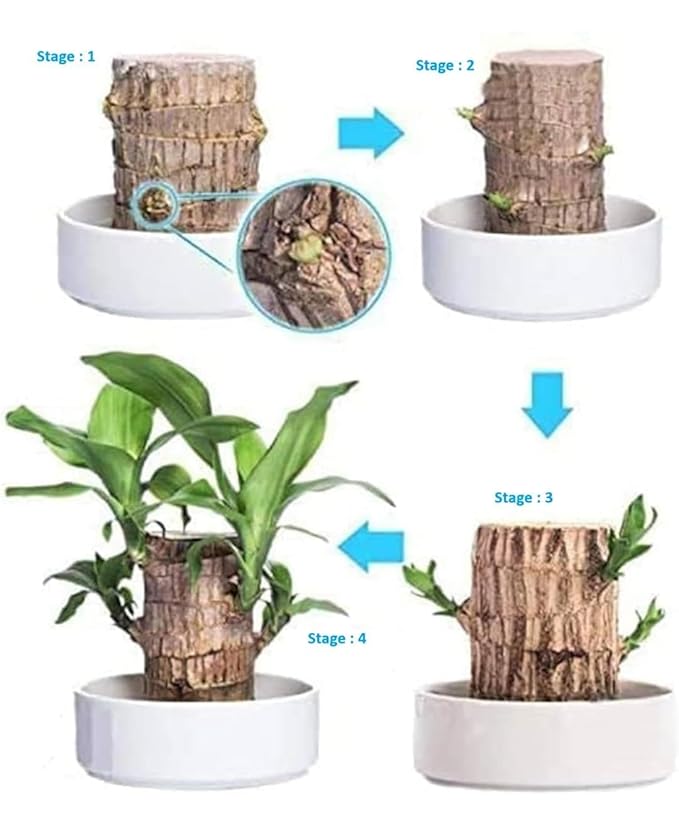 Live Brazilian wood plant Pack of 2