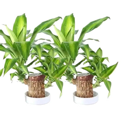 Live Brazilian wood plant Pack of 2